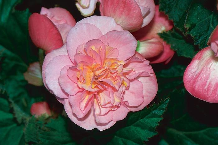 Nonstop® 'Pink' - Begonia x tuberhybrida (Tuberous Begonia) from Robinson Florists