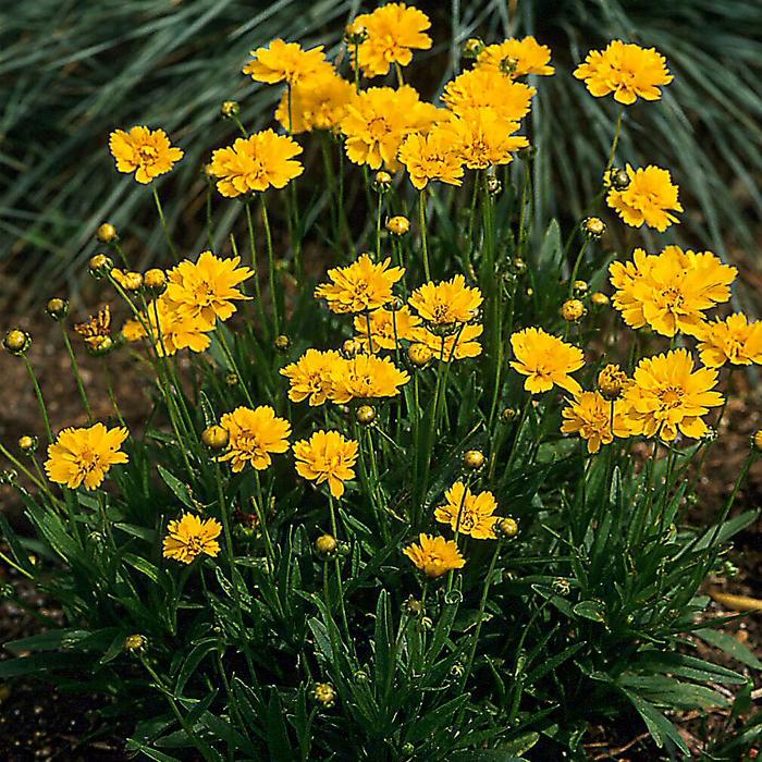 'Early Sunrise' Tickseed - Coreopsis grandiflora from Robinson Florists