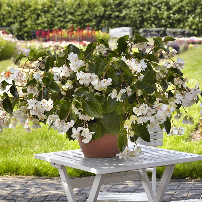 Dragon Wing® 'White' - Begonia from Robinson Florists