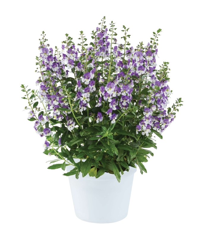 Alonia™ 'Big Blue' - Angelonia angustifolia (Summer Snapdragon) from Robinson Florists