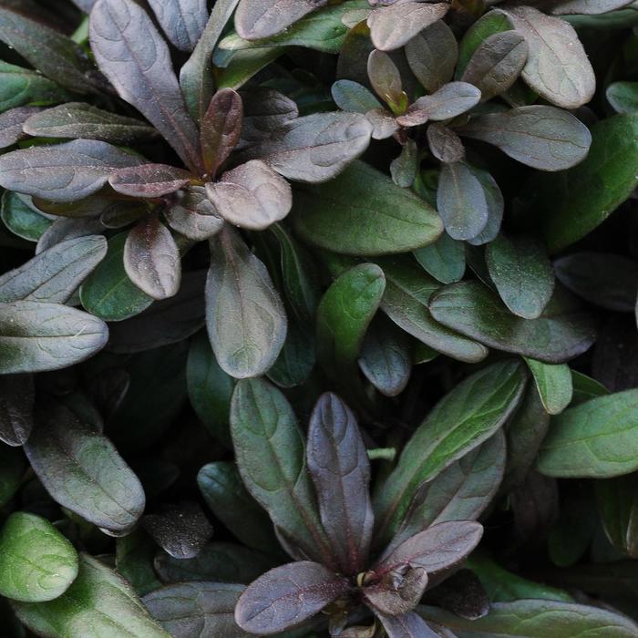 'Chocolate Chip' Bugleweed - Ajuga reptans from Robinson Florists