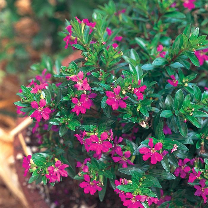 'Allyson' Mexican Heather - Cuphea hyssopifolia from Robinson Florists