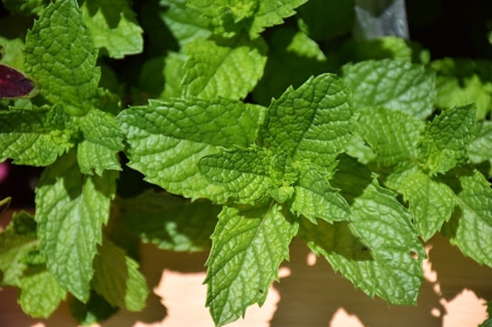 'Mojito Cocktail Mint' Spearmint - Mentha spicata from Robinson Florists