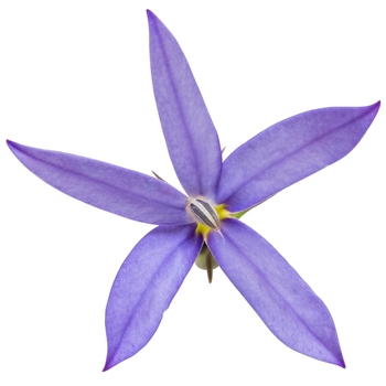 Isotoma axillaris - 'Beth's Blue®' Star Flower