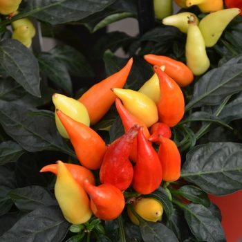 Capsicum annuum - 'Blaze' Ornamental Pepper