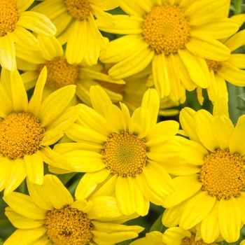Argyranthemum frutescens - 'Golden Butterfly®' Marguerite Daisy