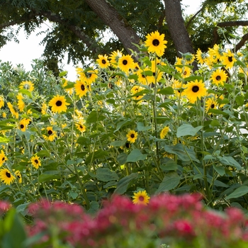 Helianthus annuus - 'Sunfinity Dark Yellow' Dwarf Sunflower