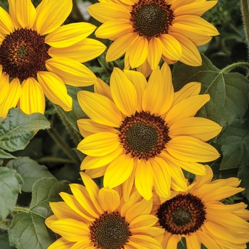 Helianthus (Sunflower) - Suncredible® 'Yellow'