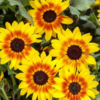 Helianthus (Sunflower) - Suncredible® 'Saturn™'