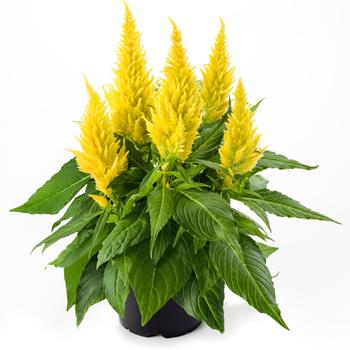 Celosia spicata (Cockscomb) - Kelos® Fire Yellow