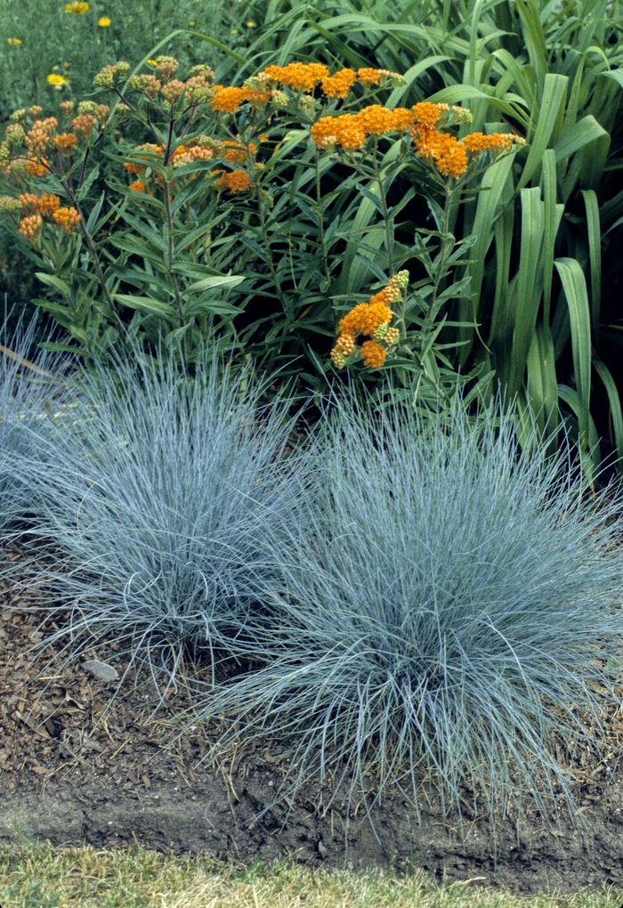 'Elijah Blue' Fescue - Festuca ovina glauca from Robinson Florists