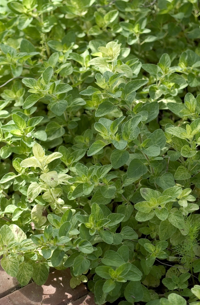 'Berts Beauty' Oregano - Origanum from Robinson Florists