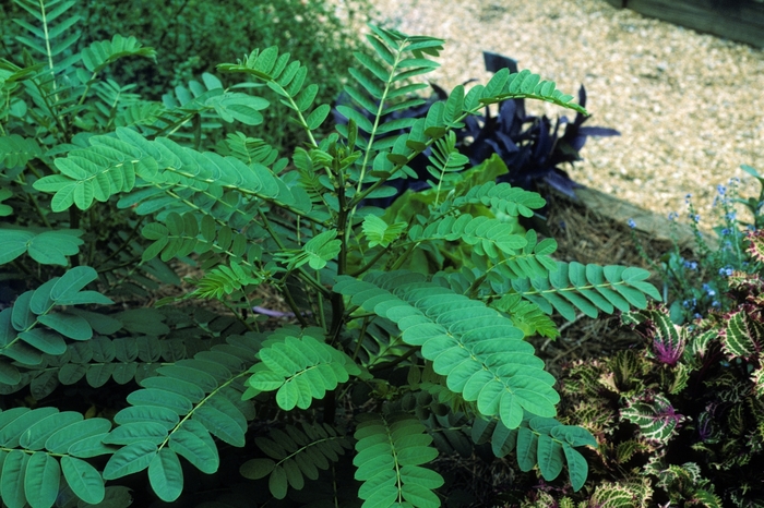 Popcorn Bush - Cassia (Senna) didymobotrya from Robinson Florists