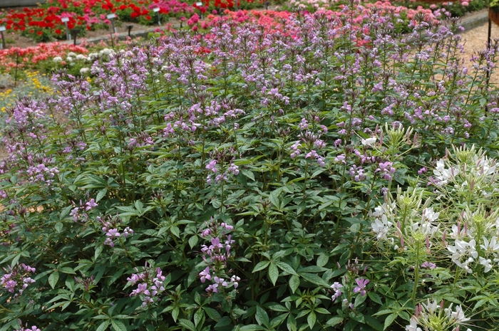 'Senorita Rosalita®' Spider Flower - Cleome from Robinson Florists