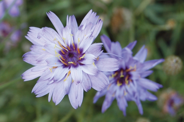 Cupid's Dart - Catananche caerulea from Robinson Florists