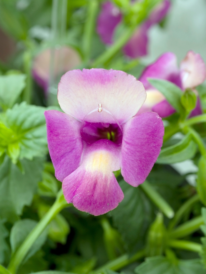 'Magenta Moon' Wishbone Flower - Torenia from Robinson Florists