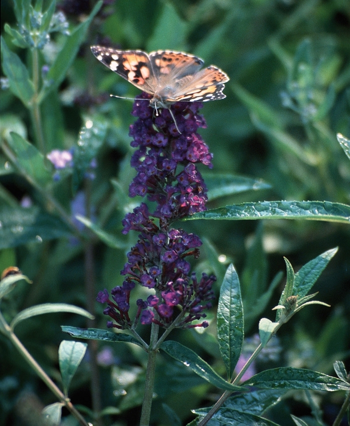 'Black Knight' Butterfly Bush - Buddleia davidii from Robinson Florists