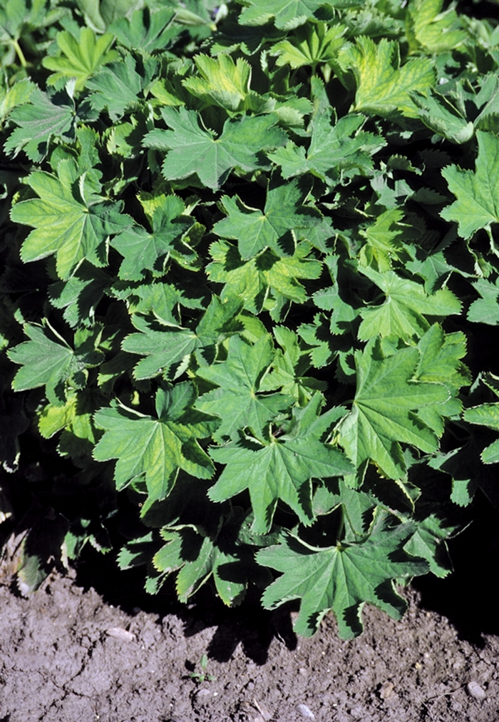 ''Gold Strike'' Lady''s Mantle - Alchemilla sericata from Robinson Florists