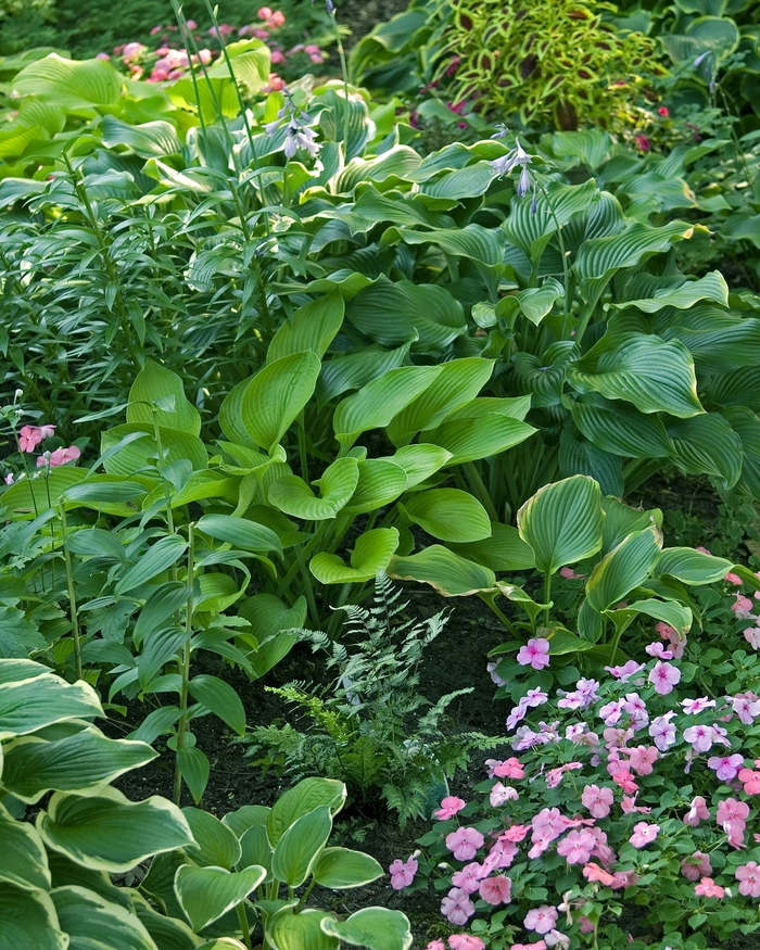 'Multiple Varieties' Plantain Lily, Hosta - Hosta from Robinson Florists