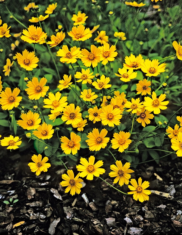 ''Elfin Gold'' Tickseed - Coreopsis auriculata f. nana from Robinson Florists