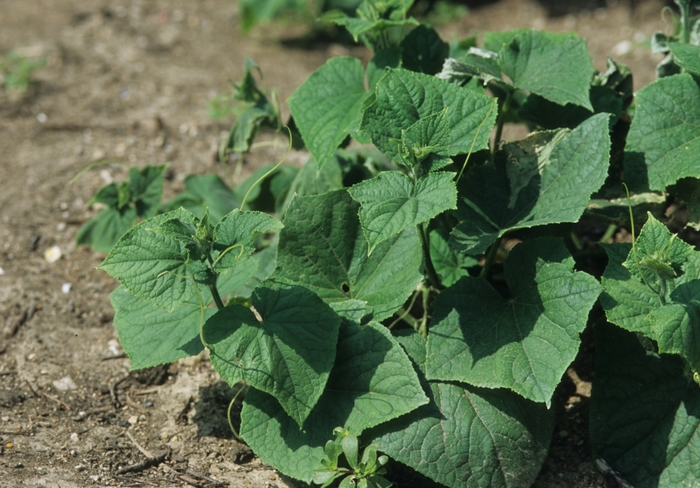 'Fanfare' Fanfare Cucumber - Cucumis sativus from Robinson Florists