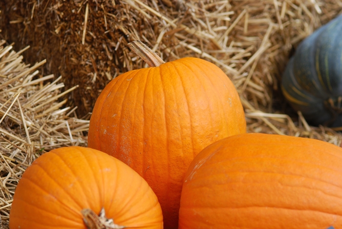 'Aladdin' Pumpkin - Cucurbita pepo from Robinson Florists