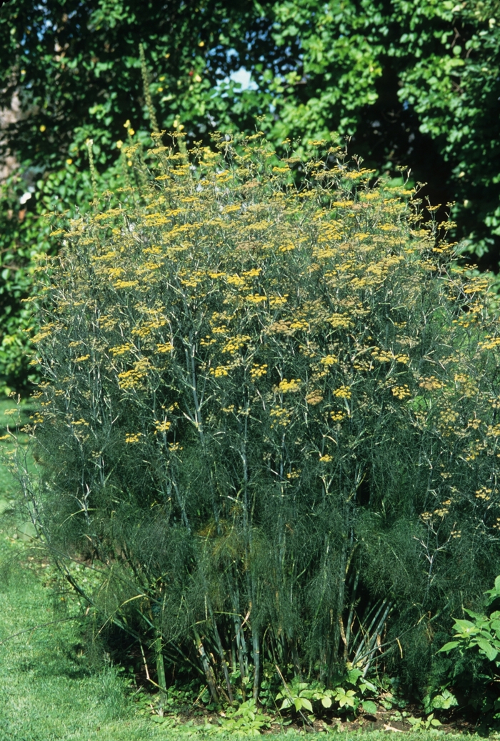 Common Fennel - Foeniculum vulgare from Robinson Florists