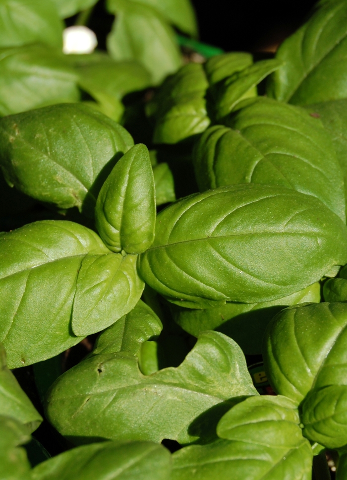 Sweet Basil - Ocimum basilicum from Robinson Florists