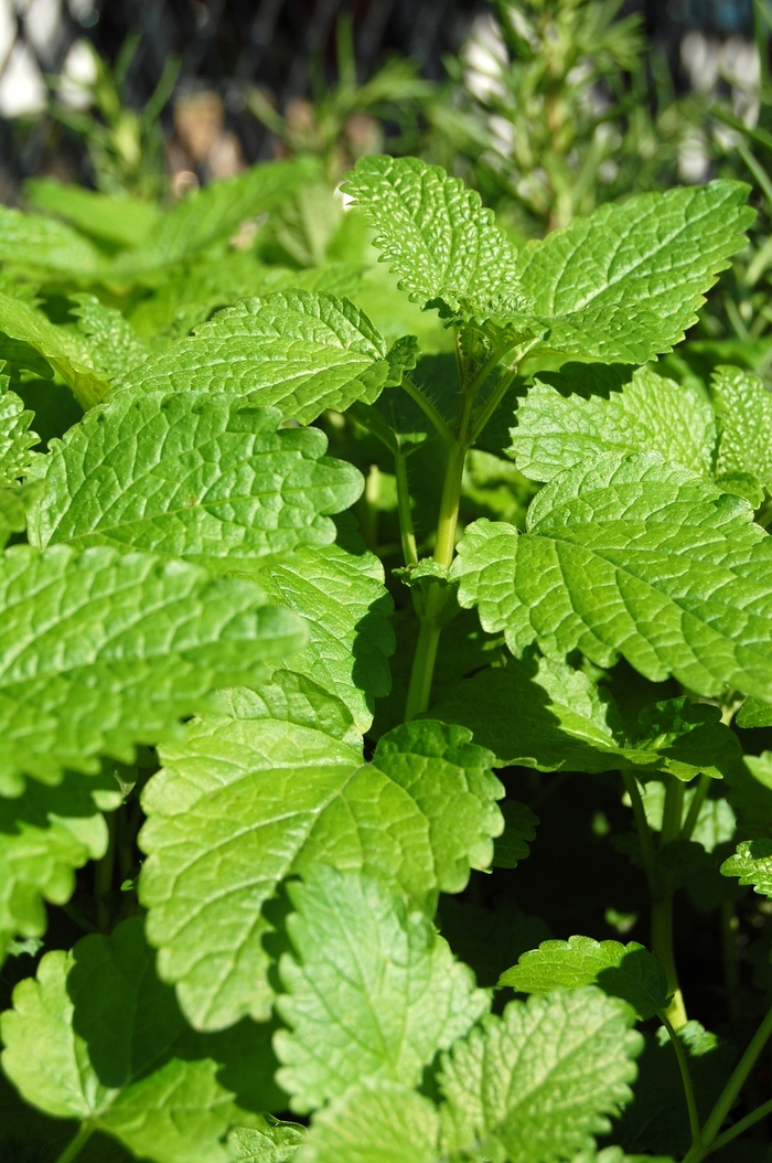 Lemon balm - Melissa officinalis from Robinson Florists