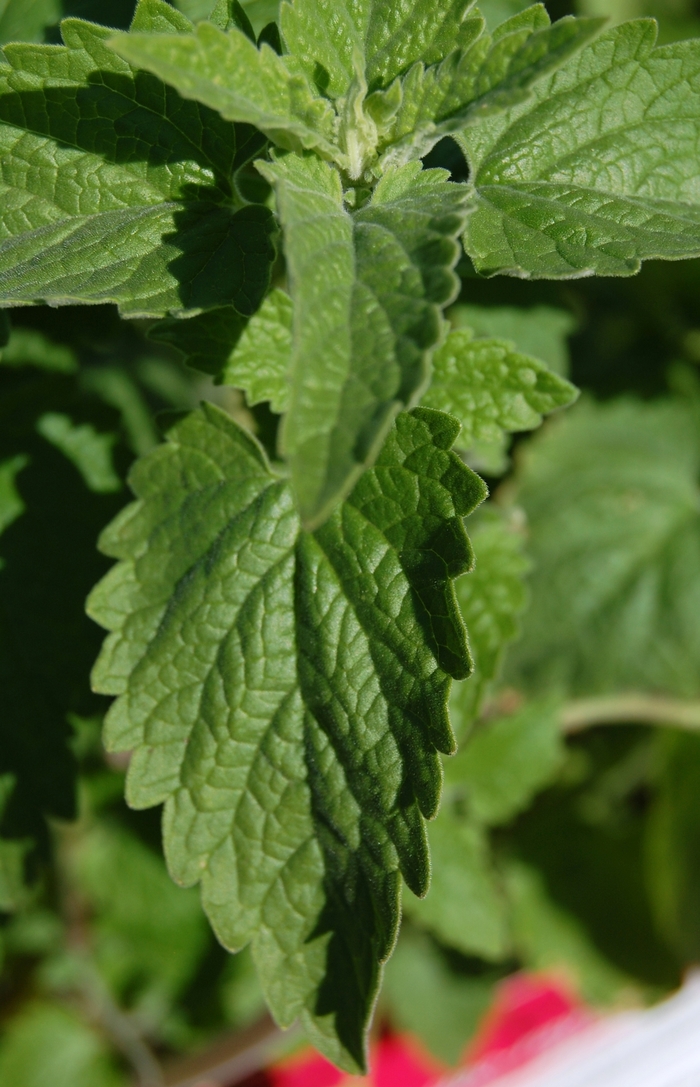 Catnip - Nepeta cataria from Robinson Florists