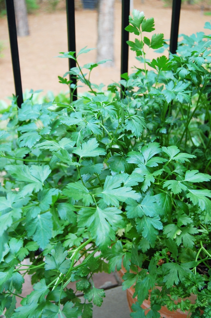 Cilantro - Coriandrum sativum from Robinson Florists