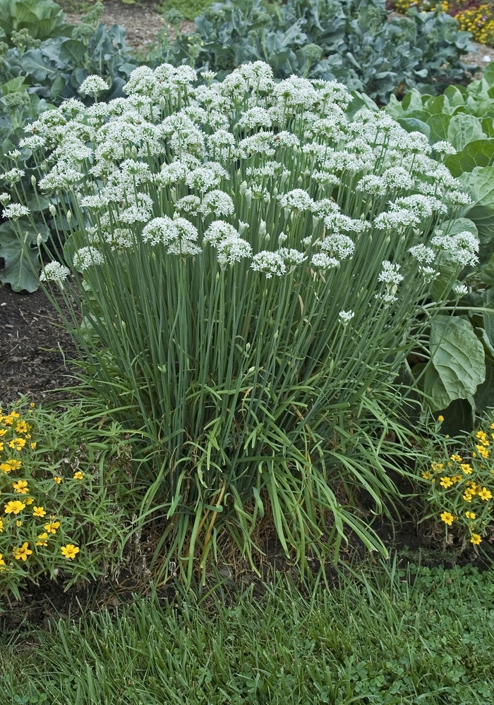 Chives, Garlic - Allium tuberosum from Robinson Florists