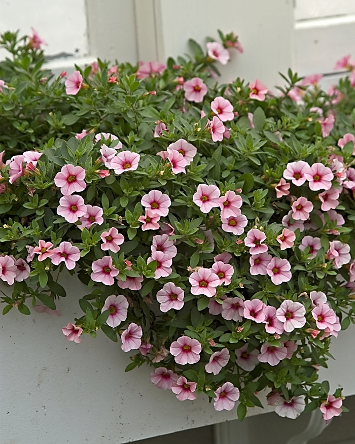 Superbells&reg; 'Cherry Blossom' - Calibrachoa from Robinson Florists