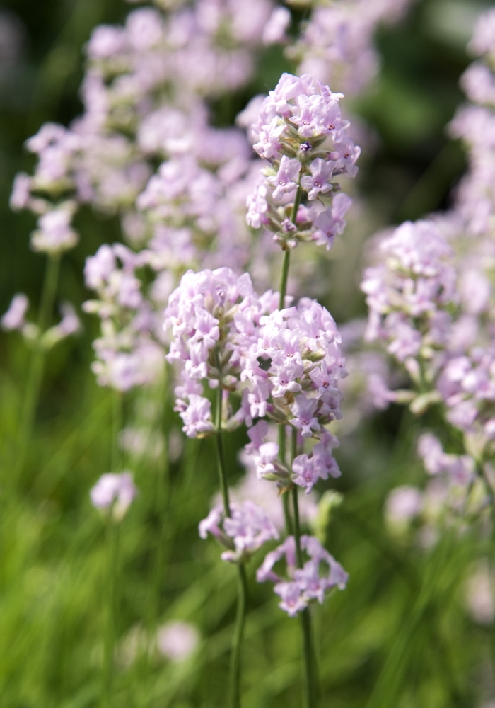 'Jean Davis' Jean Davis Lavender - Lavandula angustifolia from Robinson Florists