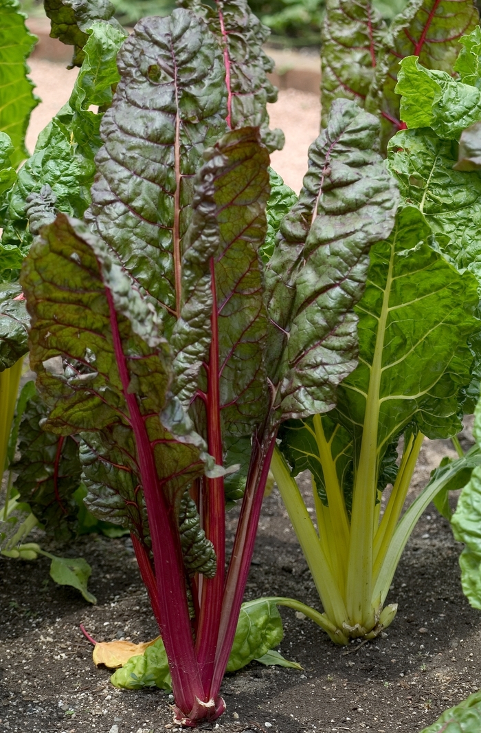 'Bright Lights' Swiss Chard - Beta vulgaris var cicla from Robinson Florists