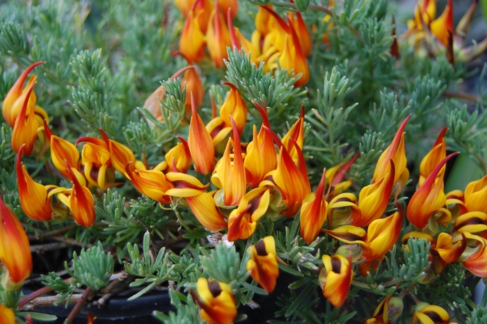 'Multiple Varieties' Lotus Vine - Lotus from Robinson Florists