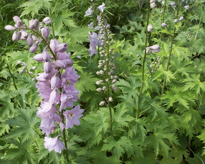 'Magic Fountains Cherry Blossom' - Delphinium elatum from Robinson Florists