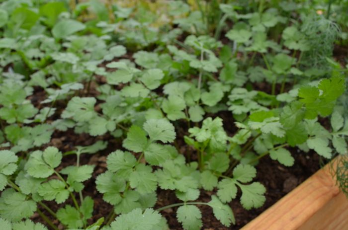 'Santo' Cilantro - Coriandrum sativum from Robinson Florists