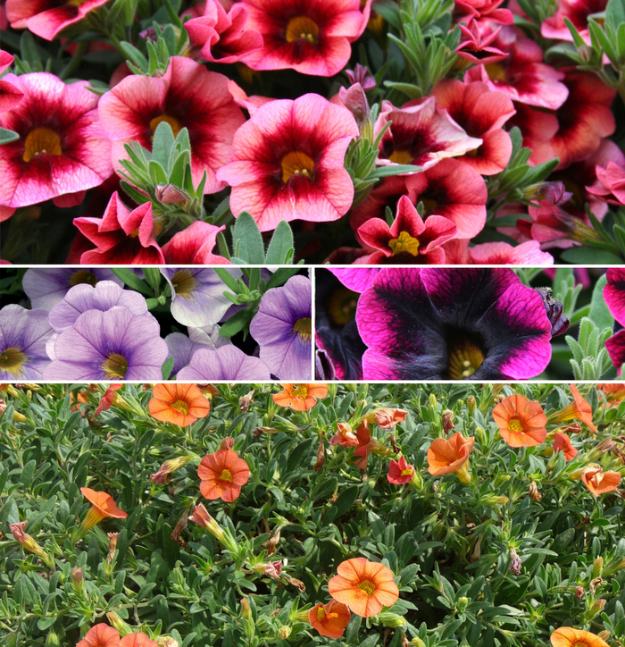 Superbells&reg; Mixture - Calibrachoa from Robinson Florists