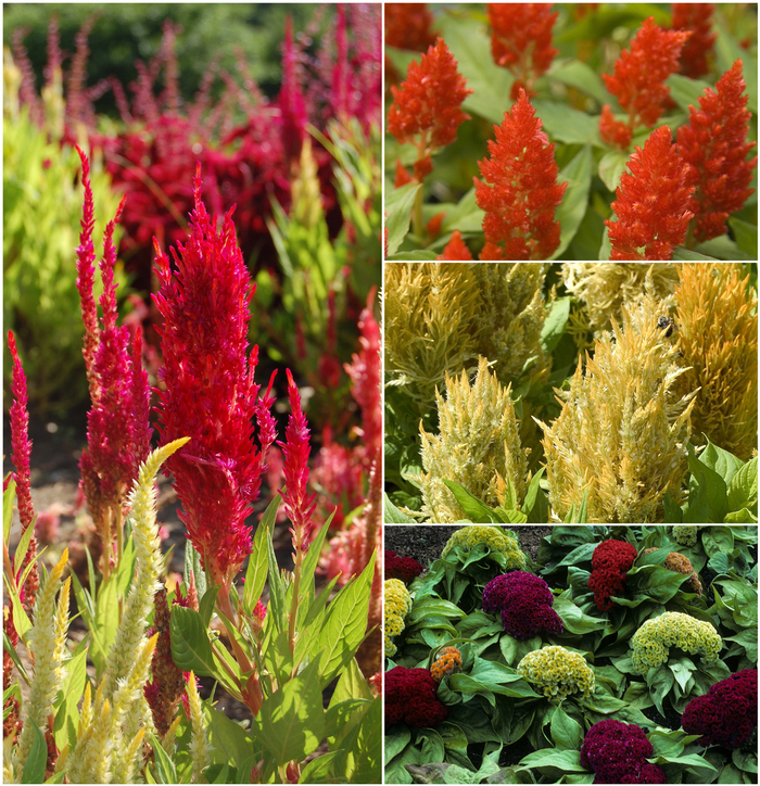 Cockscomb - Celosia from Robinson Florists
