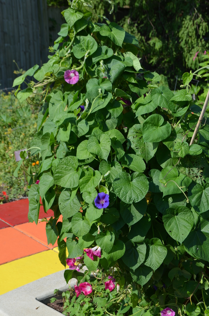 Morning Glory Vine - Ipomoea from Robinson Florists