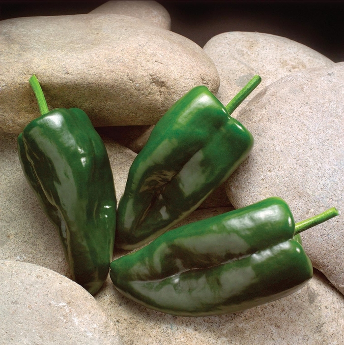 'Caballero' Poblano Pepper - Capsicum annuum from Robinson Florists