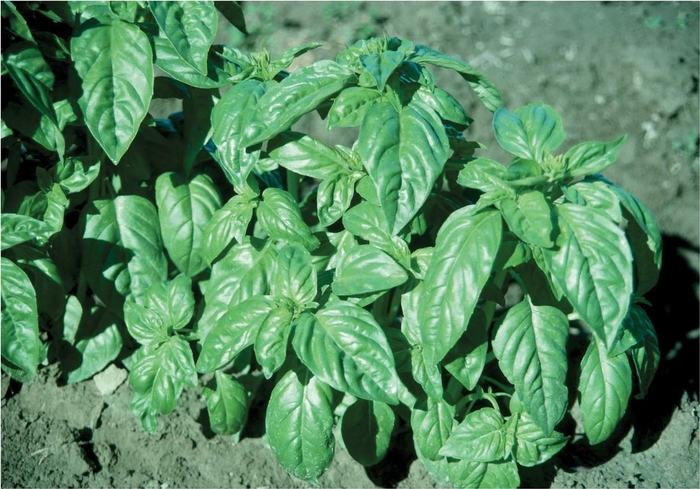 'Italian Large Leaf' Basil - Ocimum basilicum from Robinson Florists
