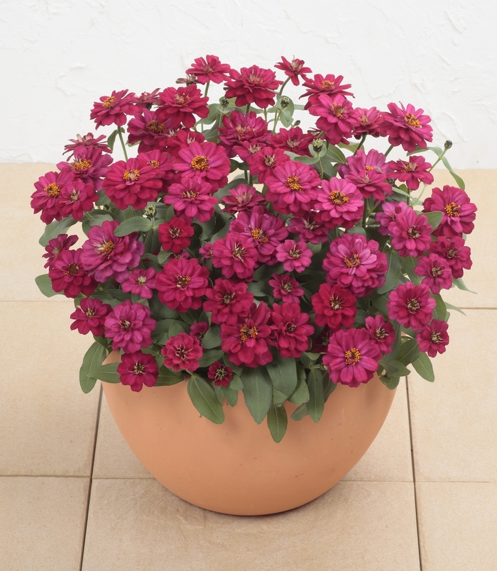 Profusion 'Double Hot Cherry' - Zinnia from Robinson Florists