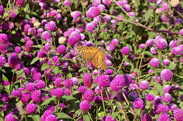 'Pinball Purple' Globe Amaranth - Gomphrena from Robinson Florists