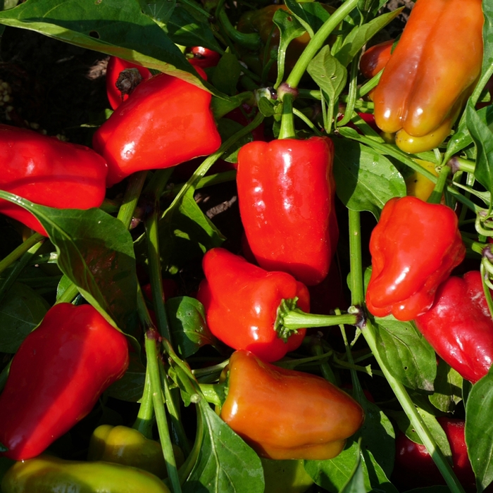 'Cajun Belle' Hot Pepper, Bell Pepper - Capsicum annuum from Robinson Florists