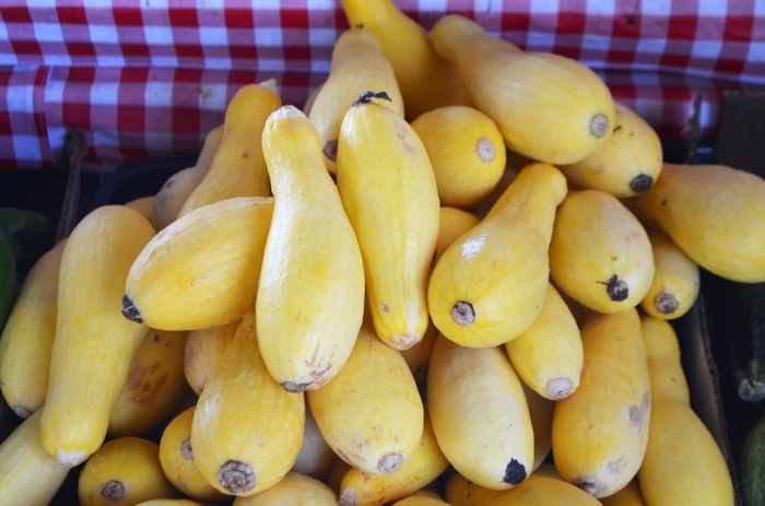 'Straightneck' Summer Squash - Cucurbita pepo from Robinson Florists