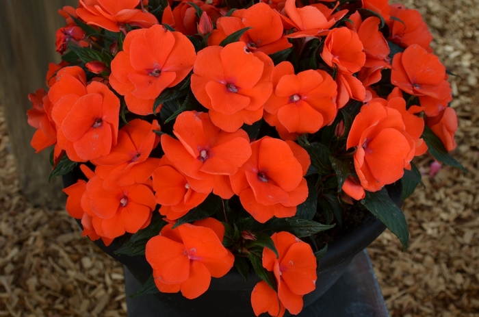 'Magnum Orange' New Guinea Impatiens - Impatiens from Robinson Florists