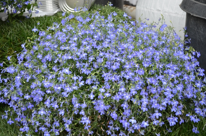 Hot&reg; 'Navy Blue' - Lobelia erinus (Trailing Lobelia) from Robinson Florists