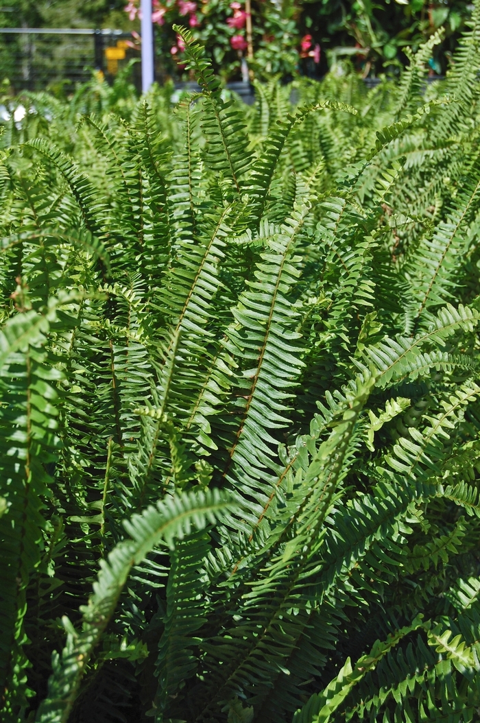 'Kimberley Queen' Queen Fern - Nephrolepis obliterata from Robinson Florists